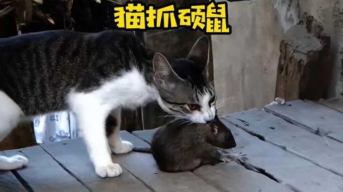 猫抓老鼠最新爆料,悬念迭起,反转不断! 第3张 猫抓老鼠最新爆料,悬念迭起,反转不断! 第3张